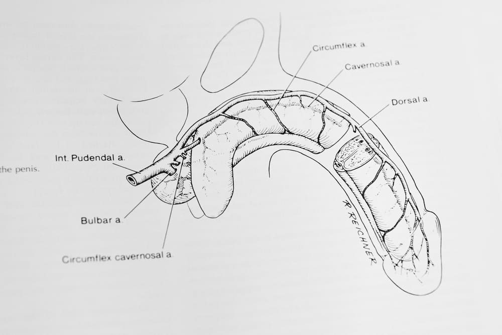 Livre d'urologie sur le pénis et l'organe masculin