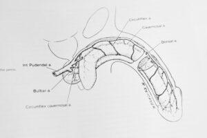 Livre d'urologie sur le pénis et l'organe masculin