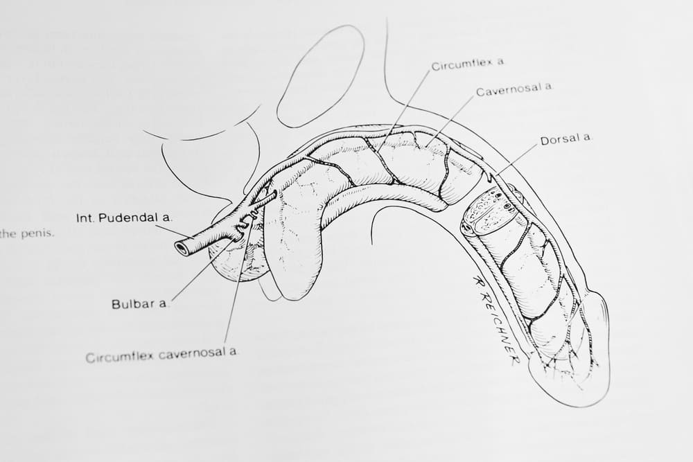Livre d'urologie sur le pénis et l'organe masculin