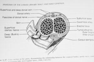 Livre d'urologie sur une coupe de pénis et sur l'organe masculin