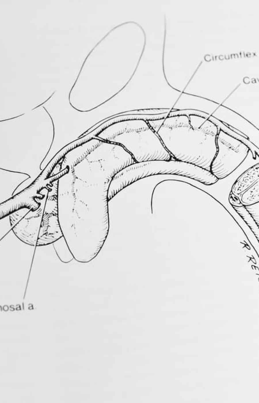 Livre d'urologie sur le pénis et l'organe masculin