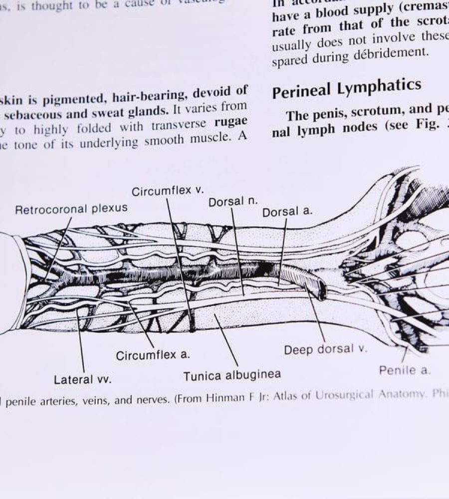 Livre urologie sur l'appareil génital masculin et la verge
